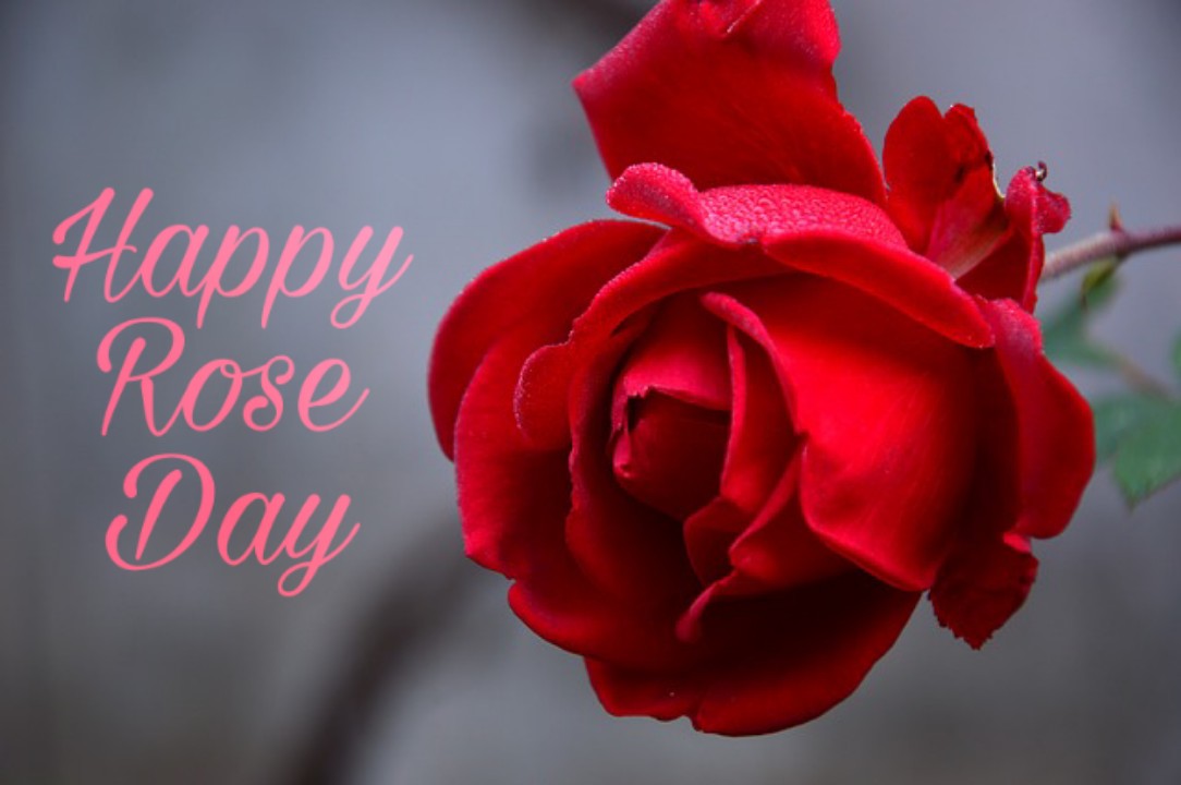 Happy rose day 2020 images download